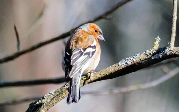 Тёплая и сухая погода ждёт Петербург 23 марта