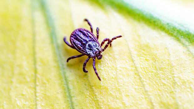 Более 20 случаев болезни Лайма после укусов клеща выявили в Подмосковье