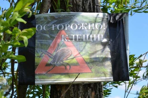 Клещи уже успели покусать крымчан
