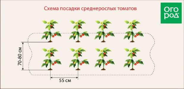 Схема посадки томатов