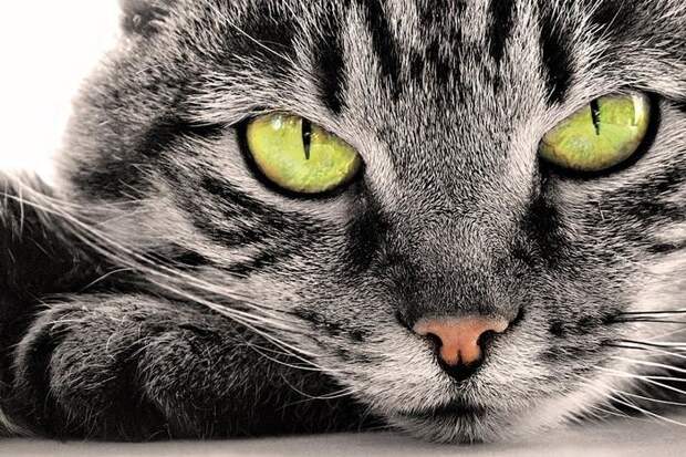 Кошка - показатель благополучия человека благополучие, кошки, энергия