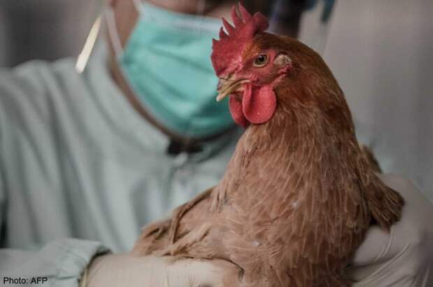 В Магаданской области ввели карантин из-за вспышки птичьего гриппа