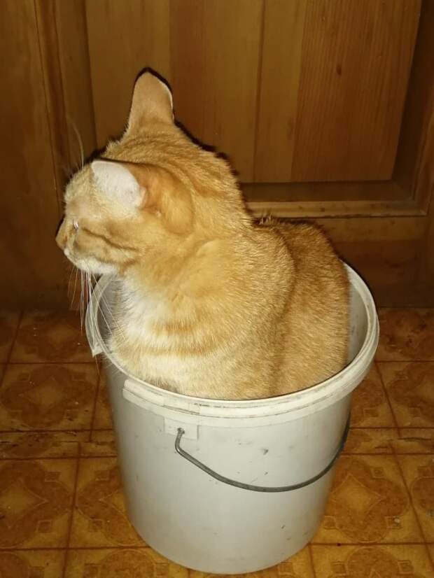 дом для котенка кот в ведре