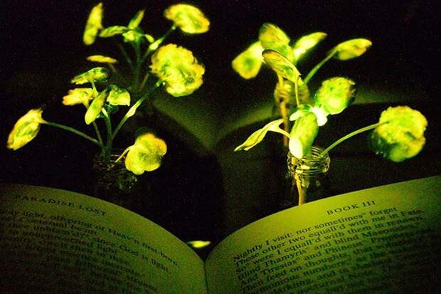 Ученые предлагают заменить лампы светящимися растениями