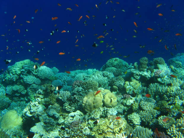 Ученые в растерянности: причина гибели кораллов в Карибском бассейне покрыта тайной