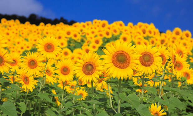 Подсолнухи - цветы Солнца!Музыкальная открытка.