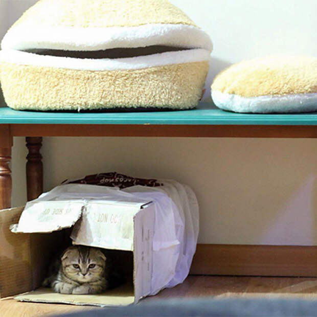 Котики и их сильная любовь к картонным коробкам