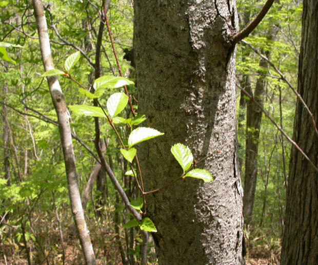 Ведьмино дерево — почему только у березы белый ствол и зачем на нем черные плоски