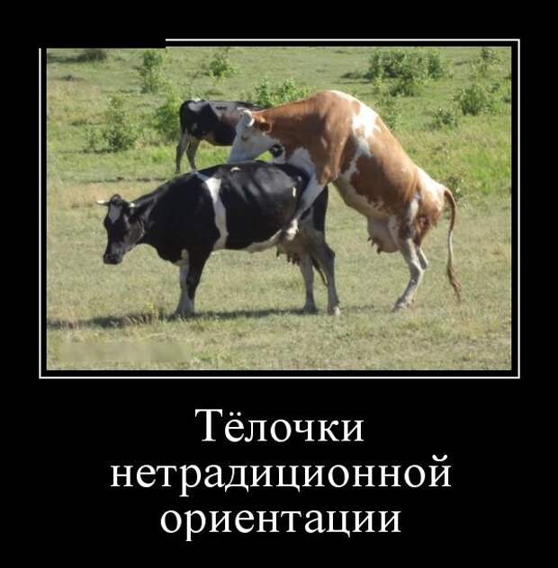 Демотиваторов Орг