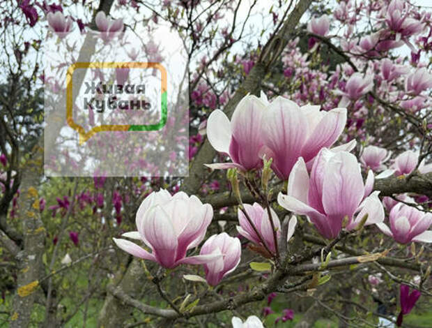 Задыхаюсь: весеннее цветение в Краснодаре радует всех, кроме аллергиков