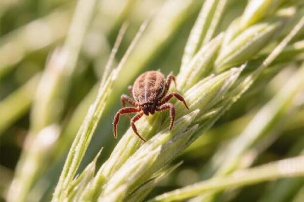 С начала сезона 18 тамбовчан заболели клещевым боррелиозом