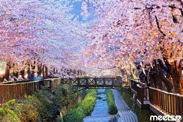 cherry blossoms cherry blossoms korea