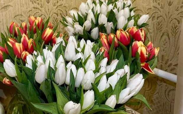 "Спасибо вам за заботу и терпение": Павел Малков поздравил рязанок с 8 Марта