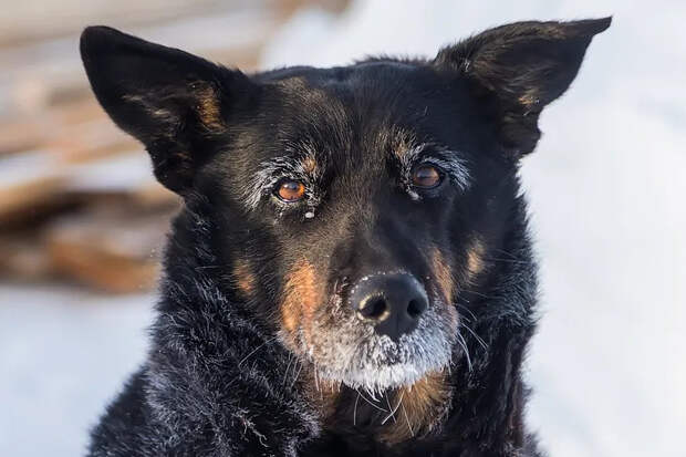 До -50 показали градусники в селах под Новосибирском накануне Крещения-2026