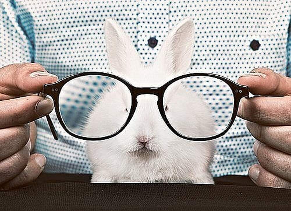 С днем очкарика картинки прикольные. Кролик в очках. День очкарика. Смешной очкарик.