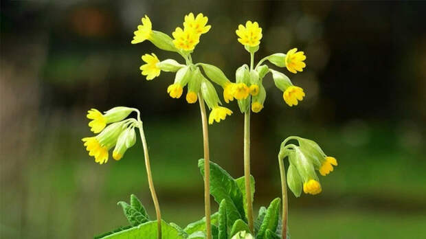 Первоцвет от вирусов