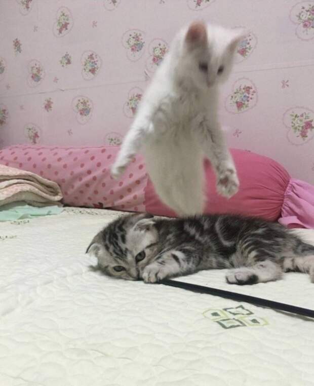 Уморительные снимки котиков и их безумных выходок