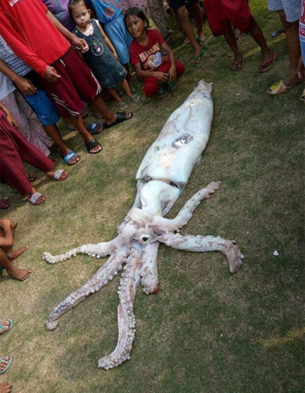 На Филиппинах поймали кальмара невиданных размеров