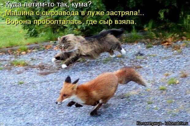 Забавные животные (50 фото)