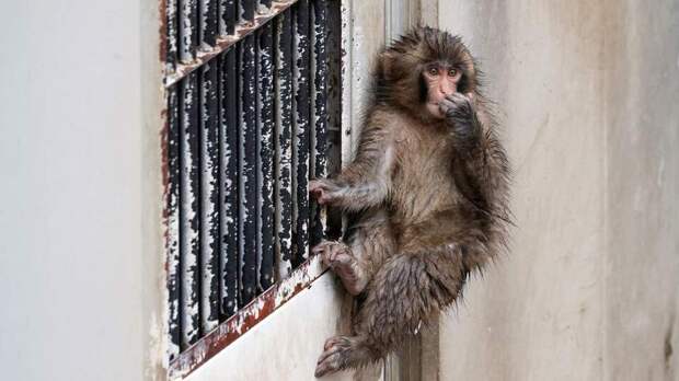 История обезьяны Панча поможет предотвратить буллинг в школах