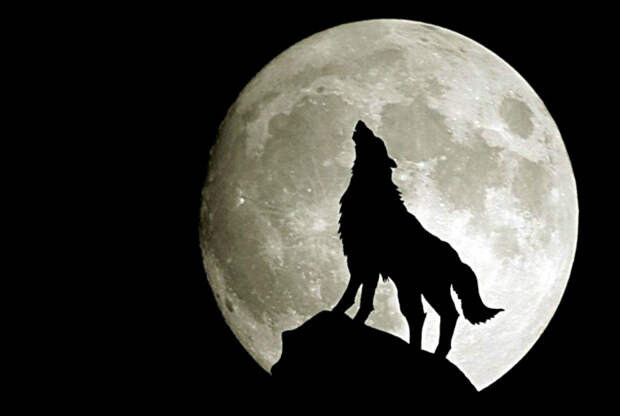 Волки воют на луну. | Фото: Mi Community.