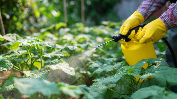 Сад просыпается — вредители тоже: четыре этапа защиты деревьев весной