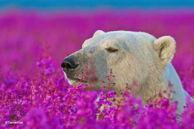 Белые медведи не в снегу, но в цветах: такого вы еще не видели
