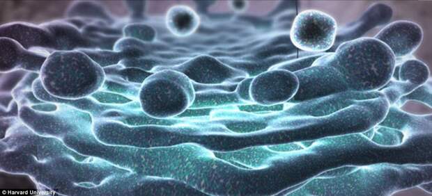 Аппарат Гольджи — мембранная структура эукариотической клетки