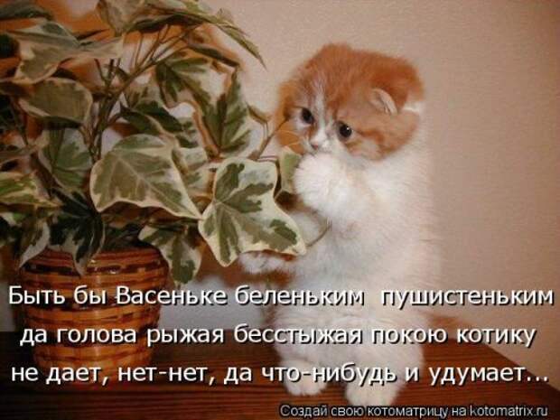 Свежая котоматрица для всех (44 фото)