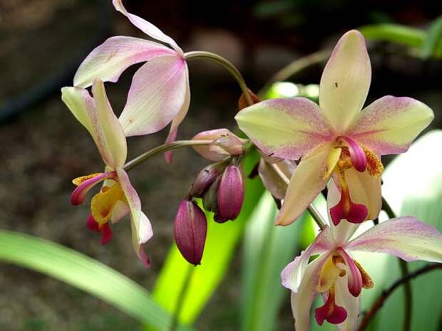 цветы орхидеи фото