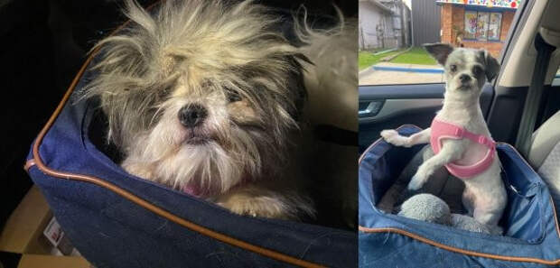 Снимки животных до и после того, как они обрели дом и любящих хозяев