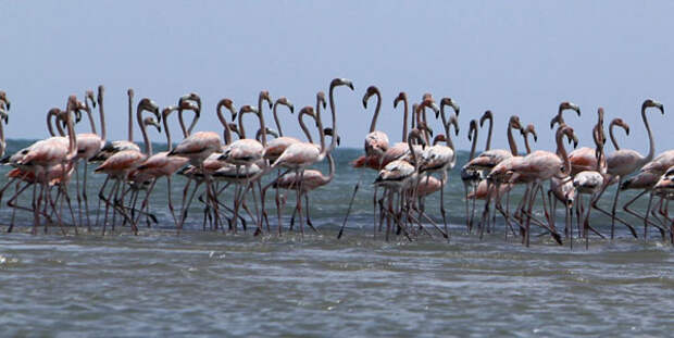 Картинки по запросу flamingos in colombia