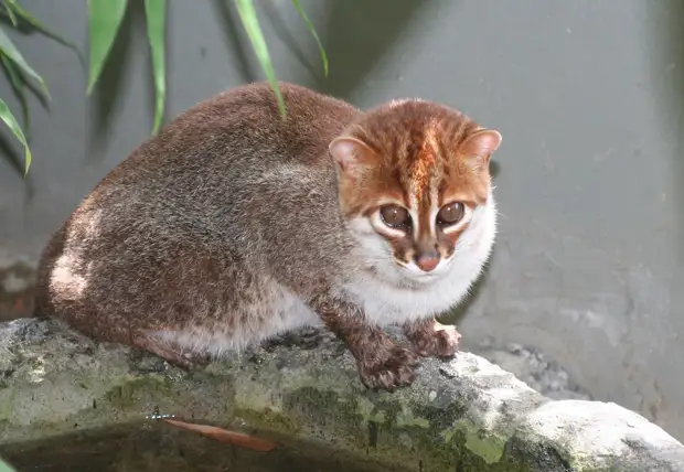 29-Prionailurus planiceps.JPEG