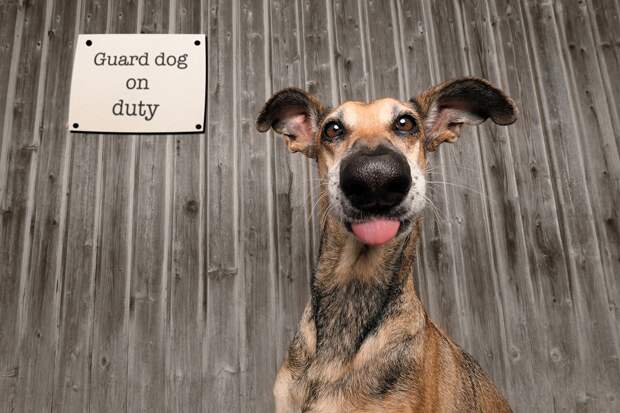 Финалисты фотоконкурса домашних животных Comedy Pet Photography Awards 2020