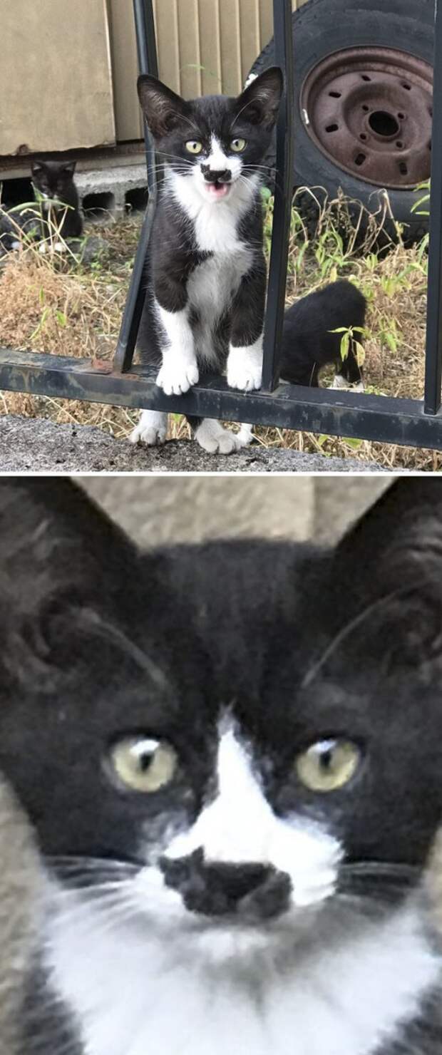 Кот на носу животные, забавно, коты, кошки, неожиданно, окрас, окрас кошек, фото