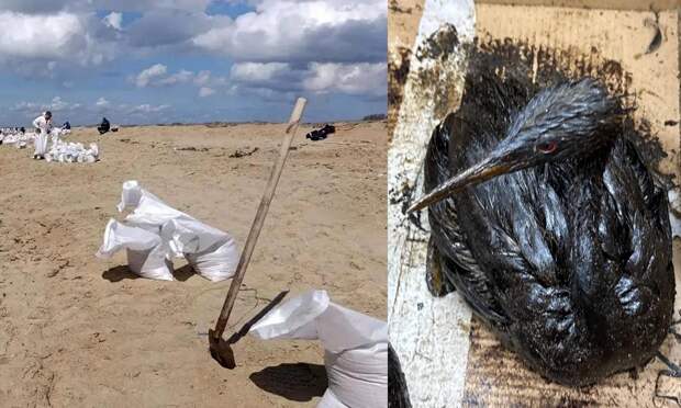 Берег Анапы снова в мазуте, волонтеры отмывают сотни птиц: что происходит на курорте в преддверии сезона?