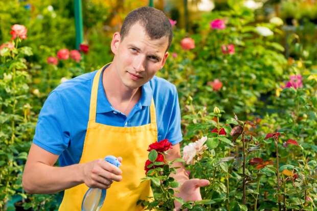 Молодой садовник опрыскивает розы