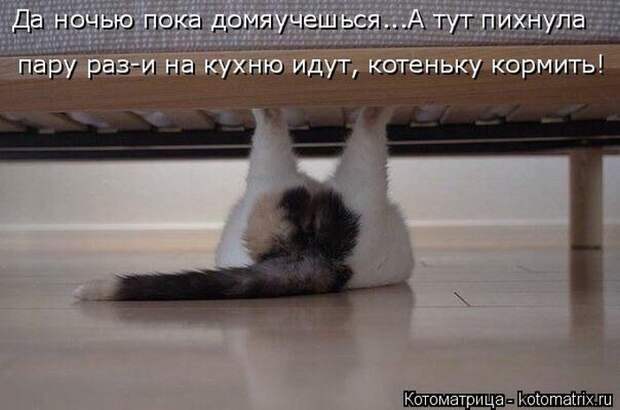 Лучшие котоматрицы недели Лучшие котоматрицы недели