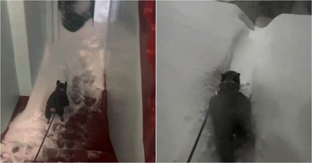 На Камчатке мужик поделился тем, как «весело» проходит утро собачника