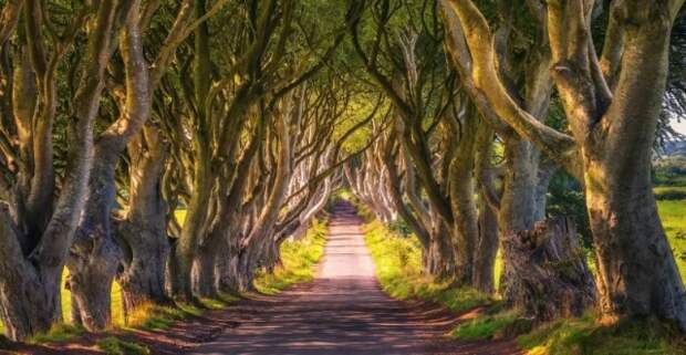 10. Дарк Хеджес («Тёмная изгородь») — буковая аллея в графстве Антрим, Северная Ирландия