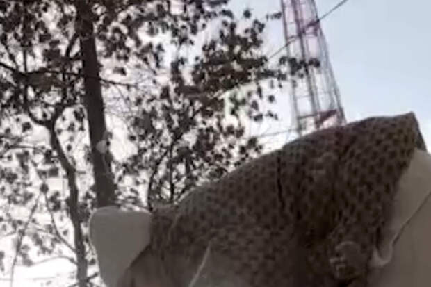 Mash: в Екатеринбурге еще один человек отравился ядом, разбросанным догхантерами