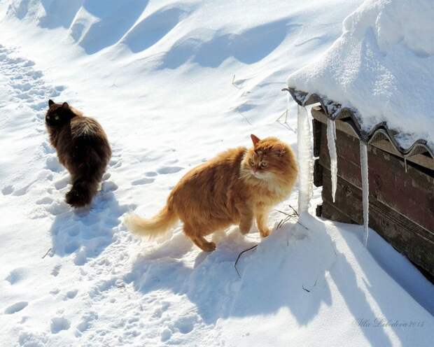 Миллион сибирских кошек Алла Лебедева, барнаул, кошеки, фоторепортаж
