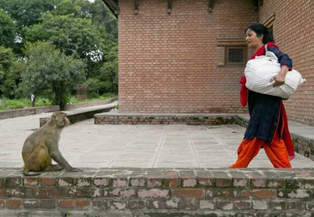 Женщина четыре года кормит голодных обезьян