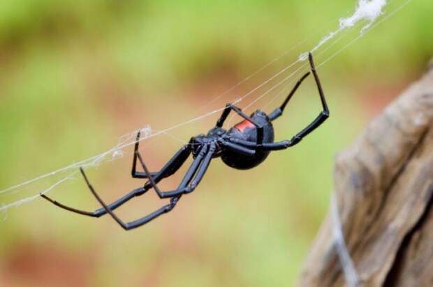 Пять самых опасных пауков на планете. Избегайте их всеми силами!