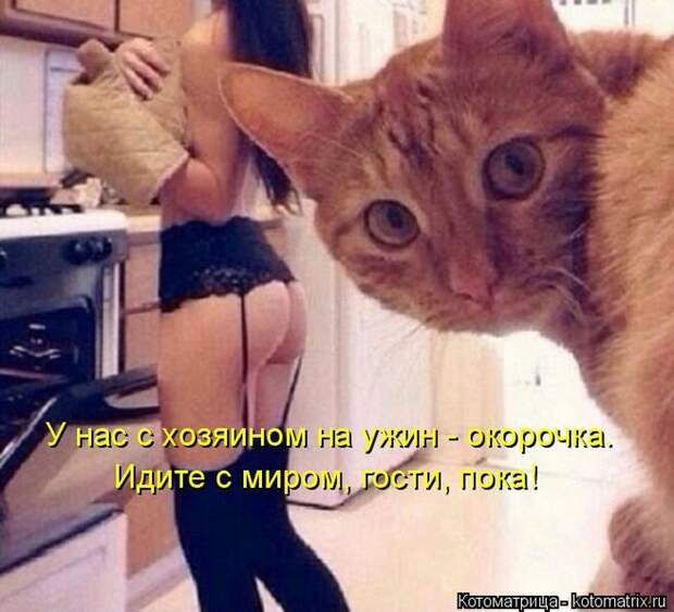 Забавные животные (50 фото)
