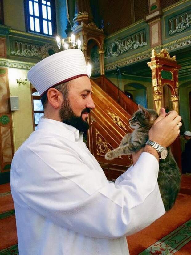 Турецкий имам впускает бездомных кошек в мечеть, чтобы они могли согреться