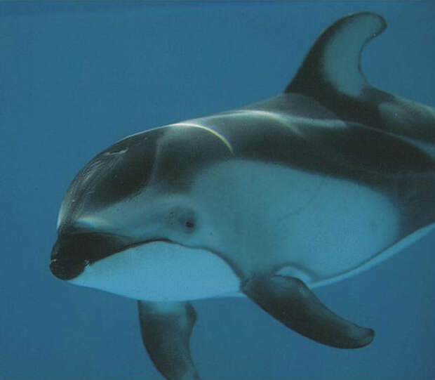 сообщение о беломордый дельфин