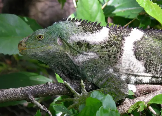Каждый пятый вид рептилий оказался под угрозой вымирания