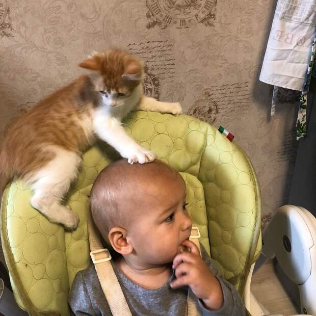 Детки и коты