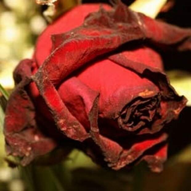 dead-rose-sml